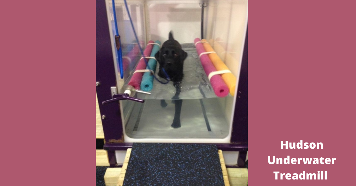 Used canine underwater 2024 treadmill for sale